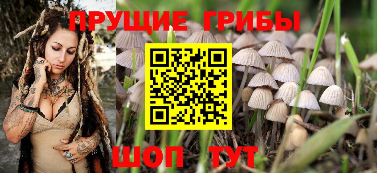 Псилоцибиновые грибы Cubensis  Кемерово 